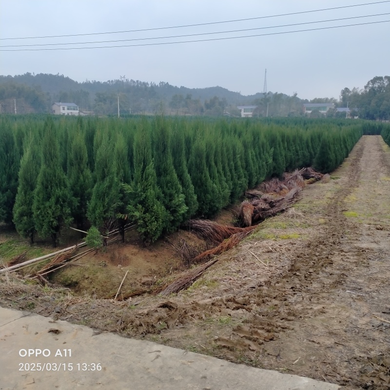 湖南湘潭精品塔柏柏树，一手货源，现采现挖存活率高欢迎咨询