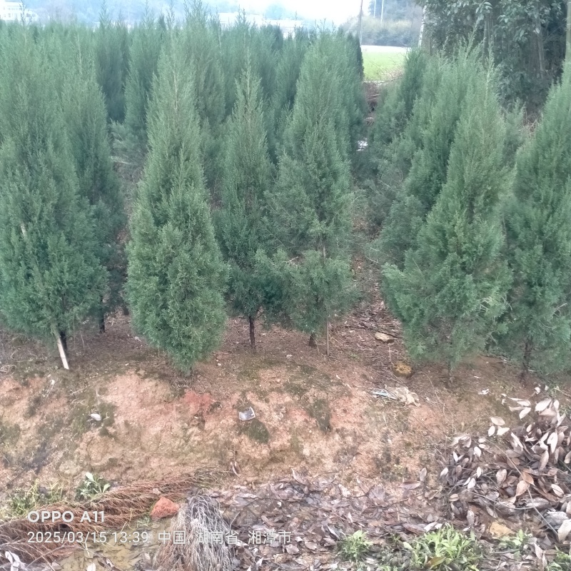 湖南湘潭精品塔柏柏树，一手货源，现采现挖存活率高欢迎咨询