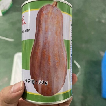 蜜本南瓜种子荃银蜜呱呱50g大果蜜本甜口大个好吃