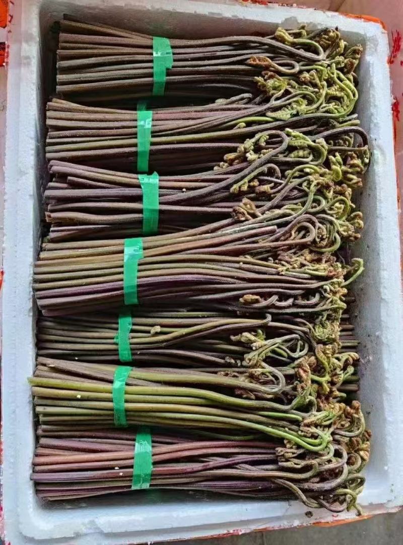 蕨菜