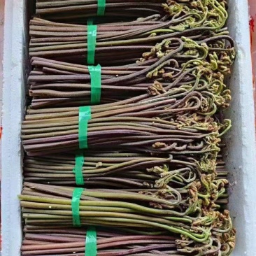 蕨菜
