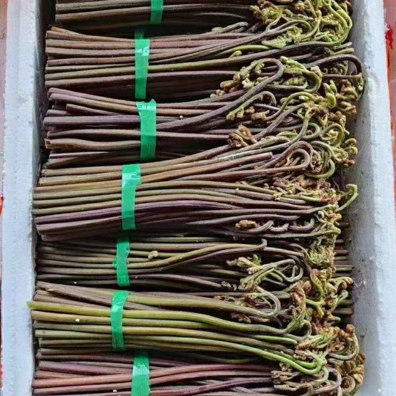 蕨菜