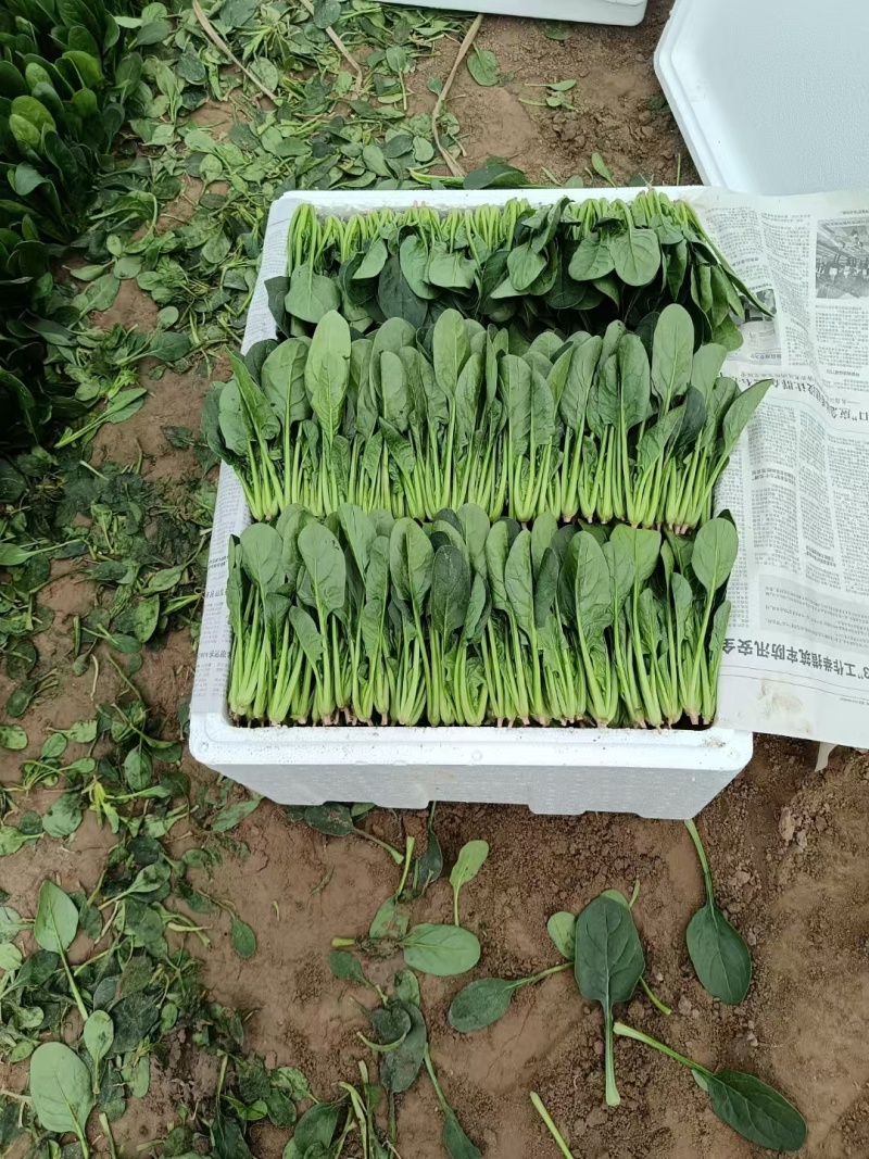 优质小圆叶菠菜，万亩基地直供，质优价廉，做工精细，