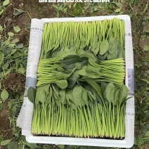 菠菜，大叶菠菜，小叶菠菜，产地直供，无公害优质菠菜供应