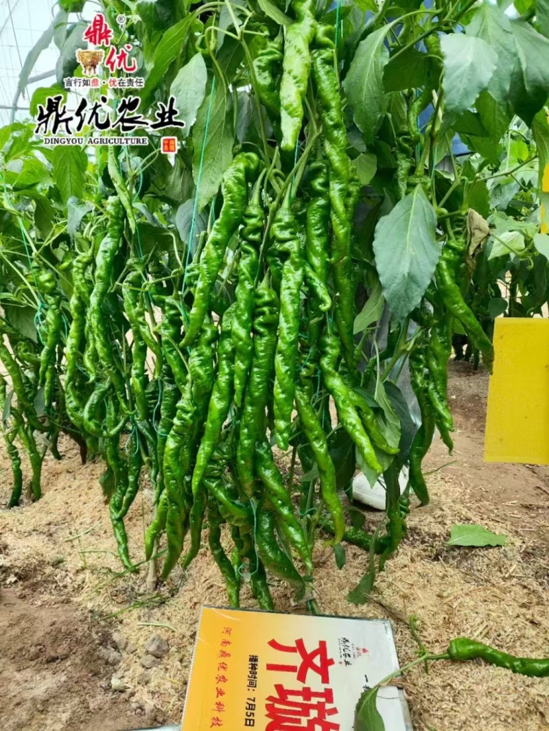 螺丝椒种子皮薄麻面精品果率高鼎优农业螺丝椒齐璇222