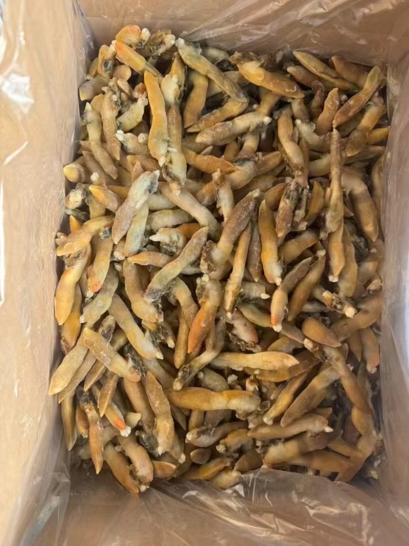 蛏王肉舌头竹蛏王肉海蛏子肉舌头竹节蛏子肉捞汁食材蛏王柱