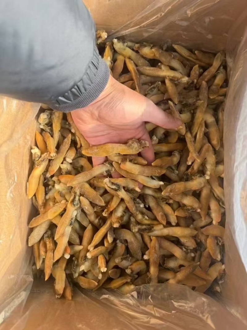 蛏王肉舌头竹蛏王肉海蛏子肉舌头竹节蛏子肉捞汁食材蛏王柱