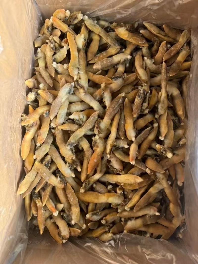 蛏王肉舌头竹蛏王肉海蛏子肉舌头竹节蛏子肉捞汁食材蛏王柱