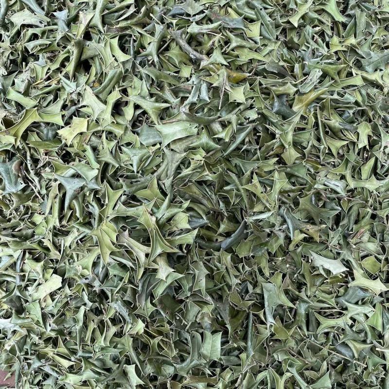枸骨叶1公斤中草药材枸骨叶功劳叶羊角刺干品
