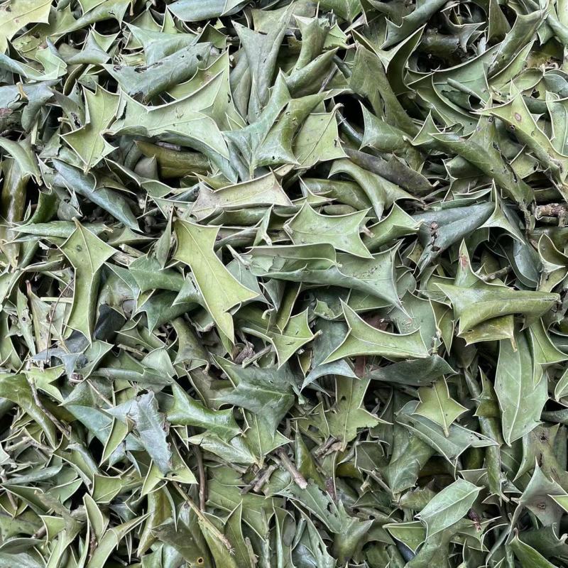 枸骨叶1公斤中草药材枸骨叶功劳叶羊角刺干品