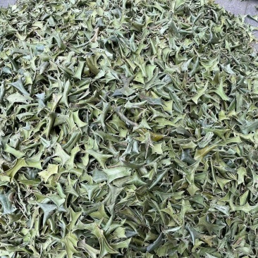 枸骨叶1公斤中草药材枸骨叶功劳叶羊角刺干品
