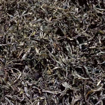 普洱散生，象明倚邦古树茶