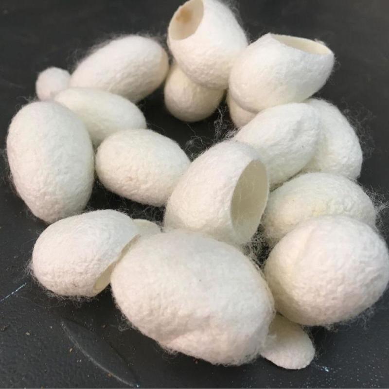 蚕茧壳蚕衣中药材新货农家蚕茧正品茧丝美肤茧