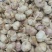 开封新优质紫皮干蒜大量上市需要的客户联系