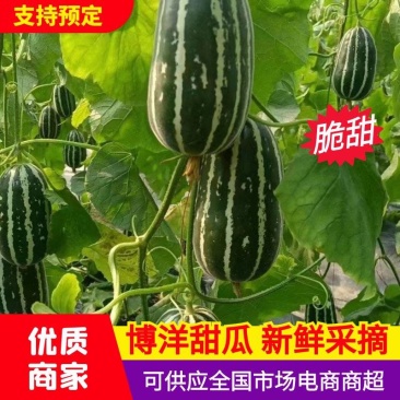博洋9号甜瓜脆甜多汁现摘现发品质保证来电洽谈合作价优