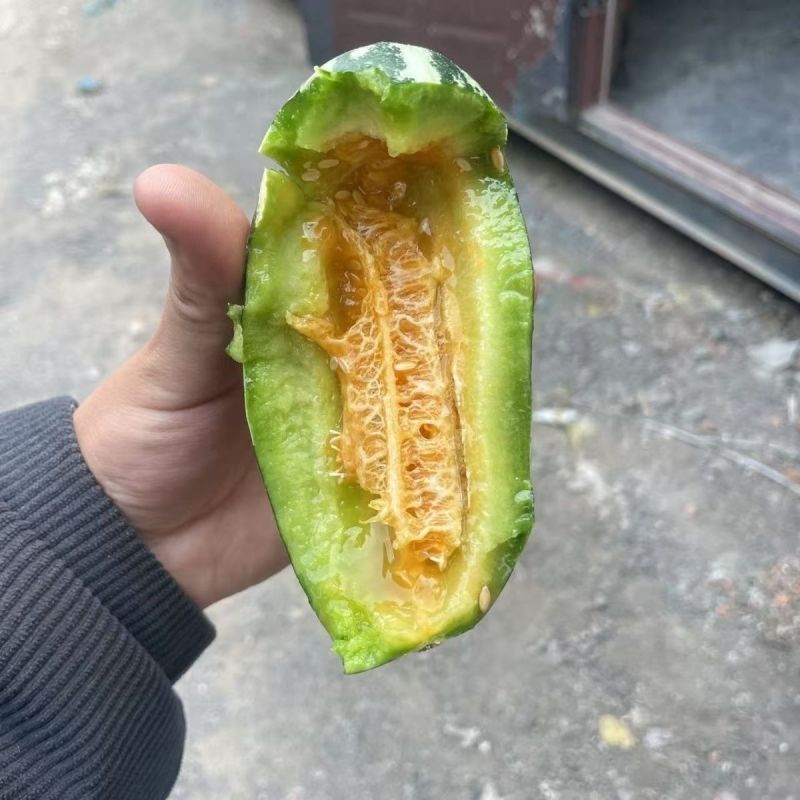 博洋9号甜瓜脆甜多汁现摘现发品质保证来电洽谈合作价优