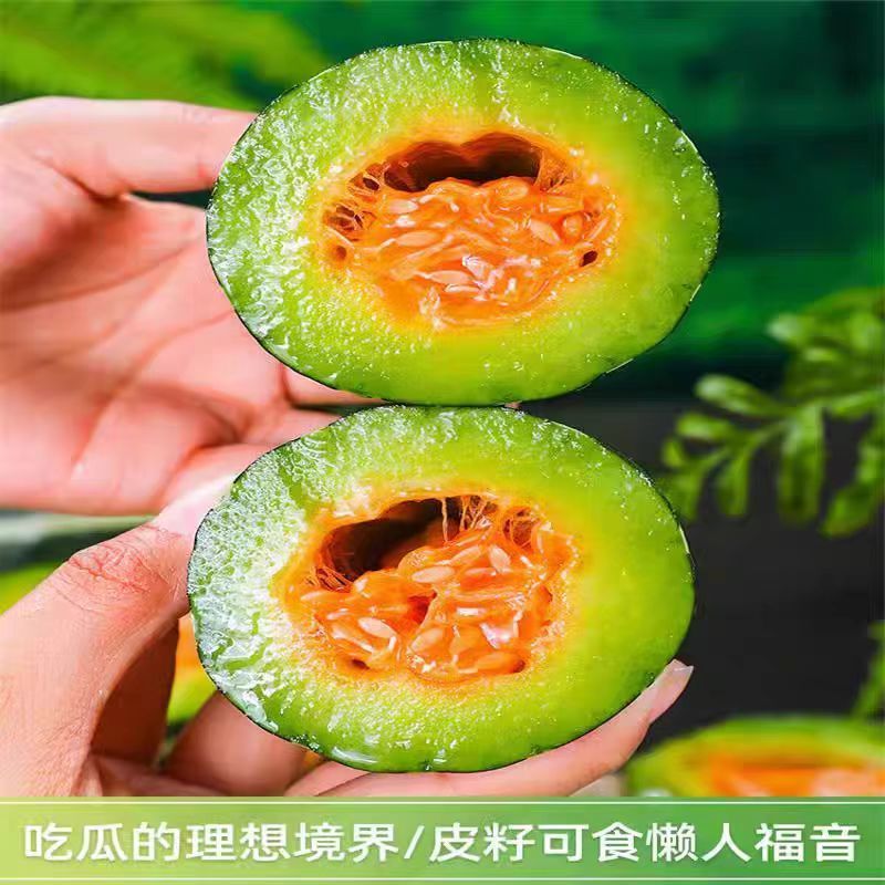 博洋9号甜瓜脆甜多汁现摘现发品质保证来电洽谈合作价优