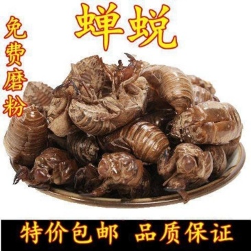 包邮）蝉蜕中药材特级野生蝉蜕粉50g克金蝉衣新货知了皮虫