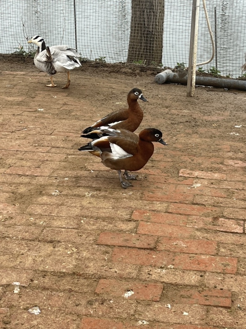 赤麻鸭，黑脸赤麻鸭，白脸赤麻鸭