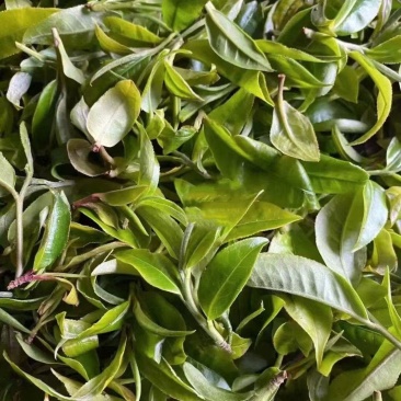 普洱散生，易武正山老树茶
