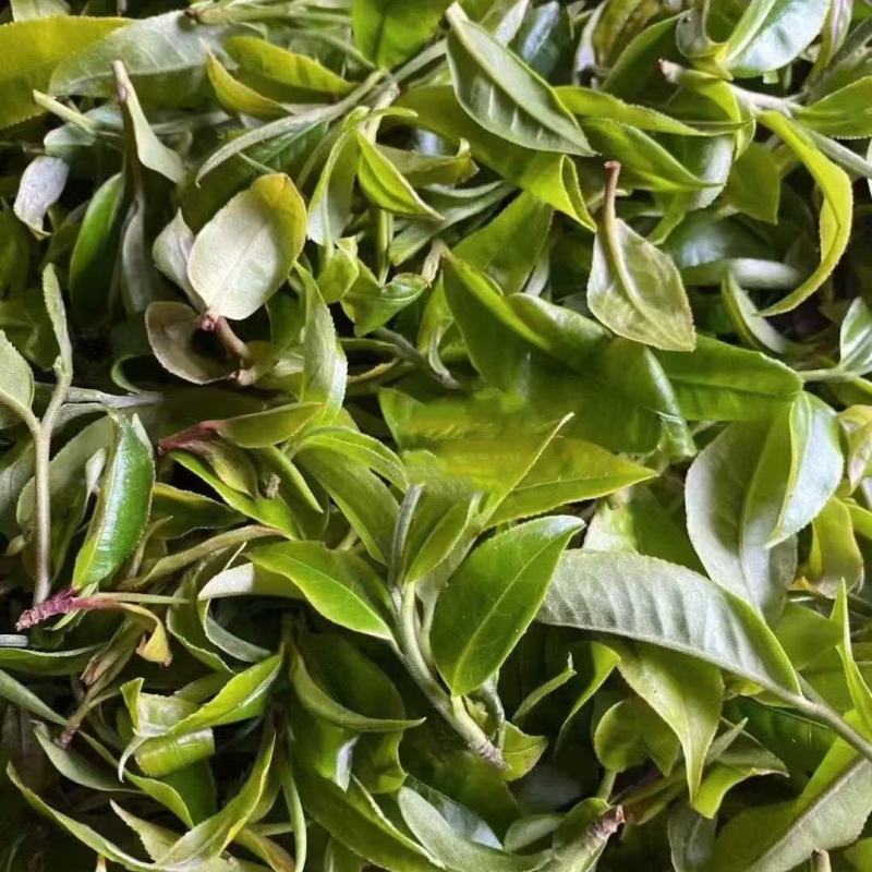 普洱散生，易武正山老树茶