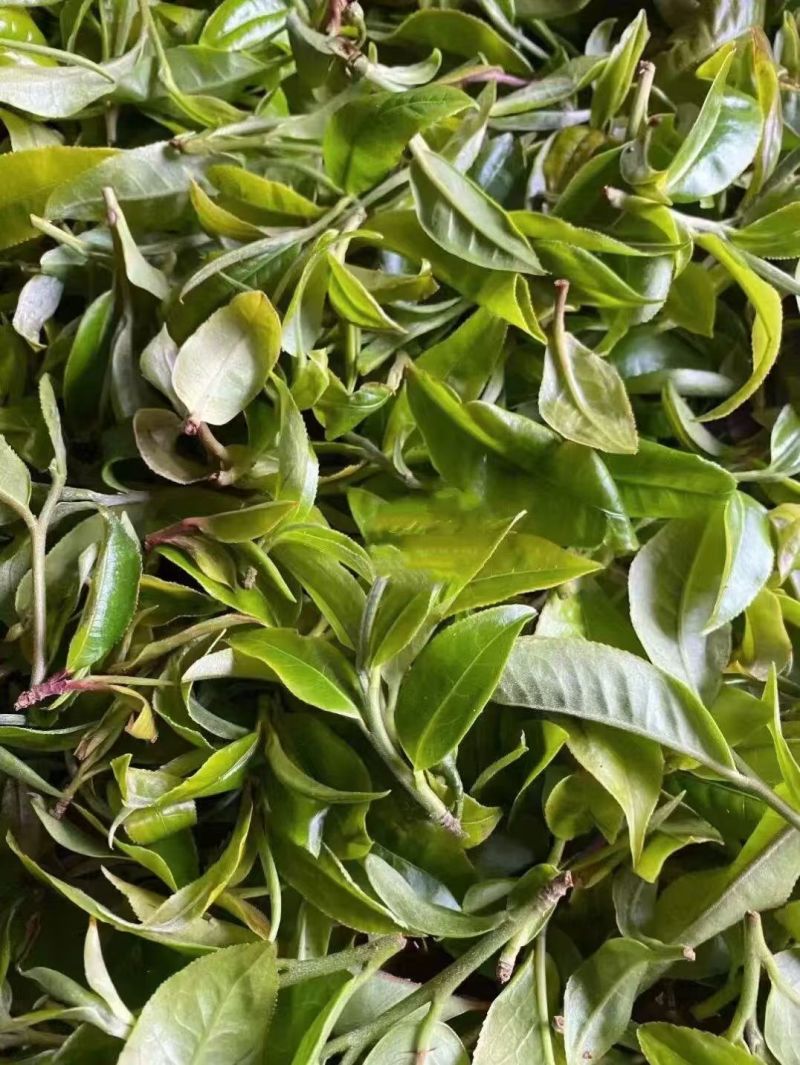 普洱散生，易武正山老树茶
