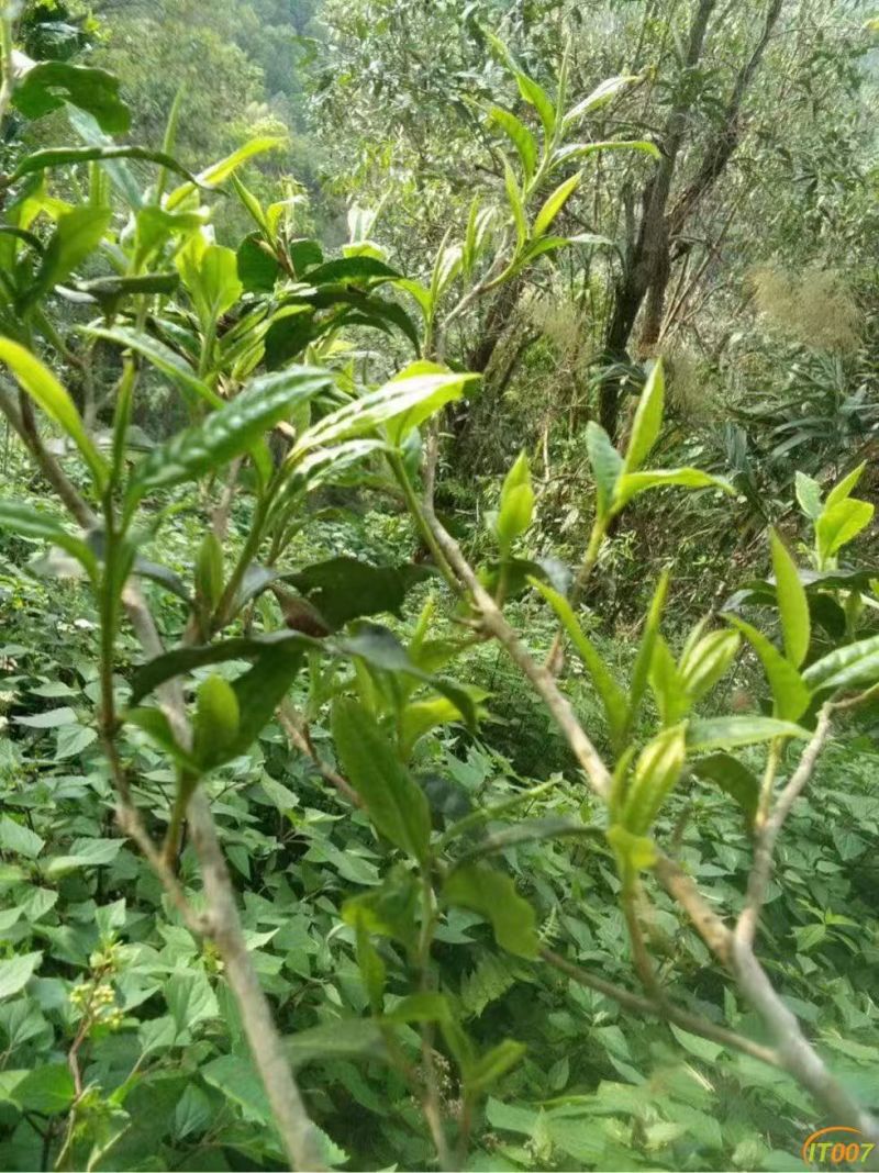 普洱散生，易武正山老树茶
