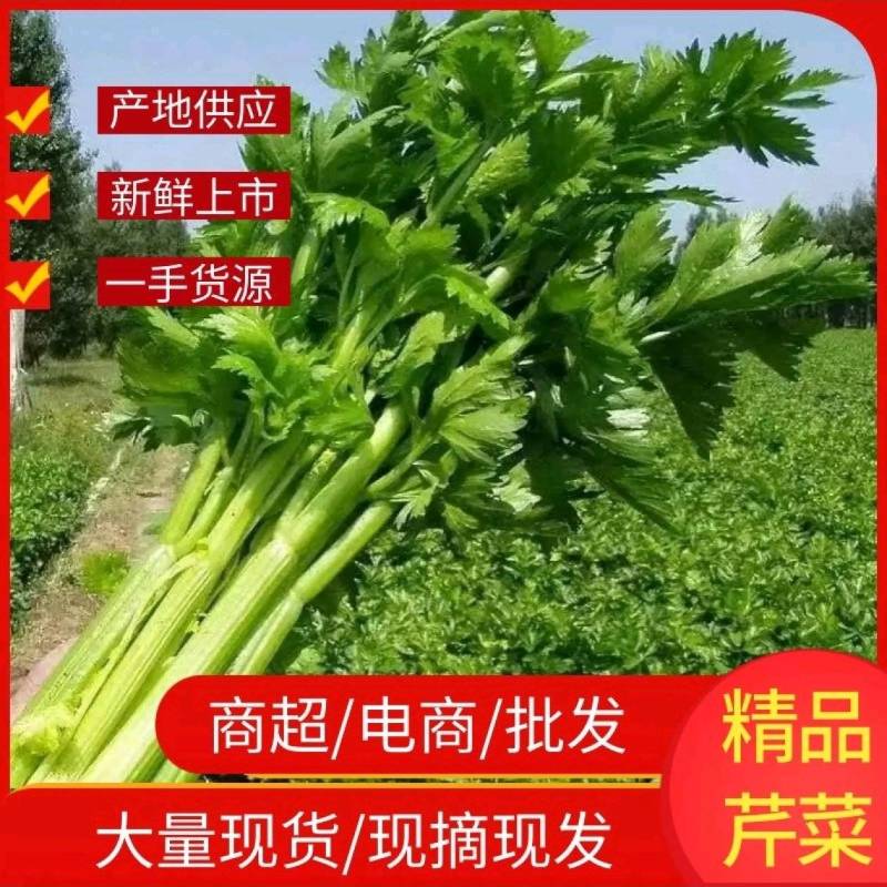 精品优质水芹菜，产地直发，一手货源，欢迎大家来电咨询