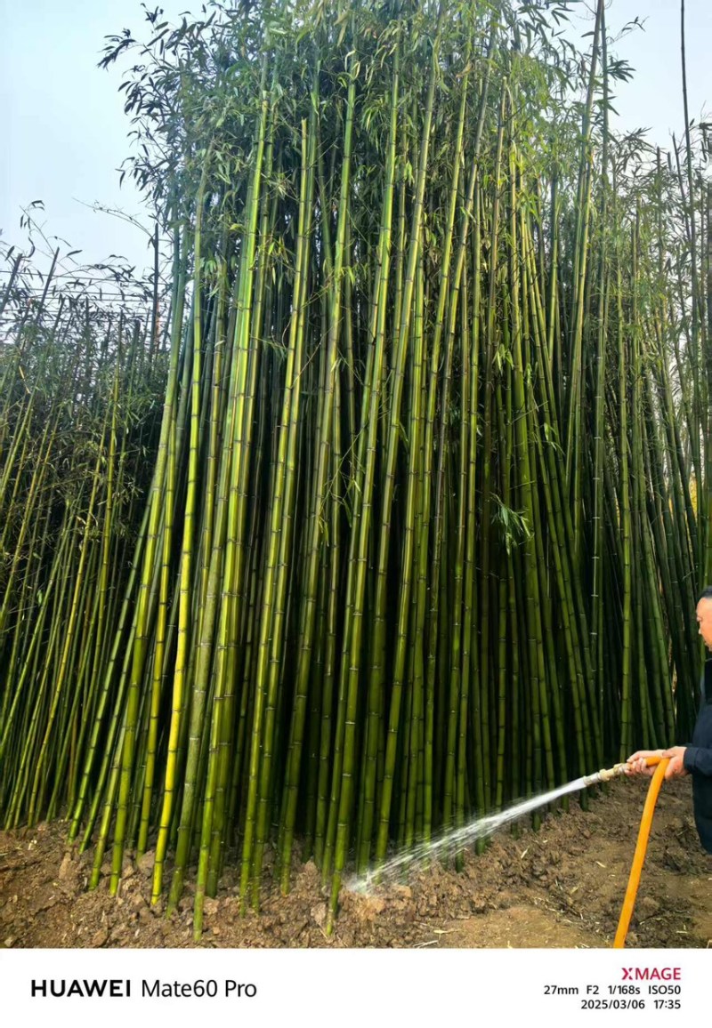 2米高早园竹袋苗一手货源产地直发质量保证