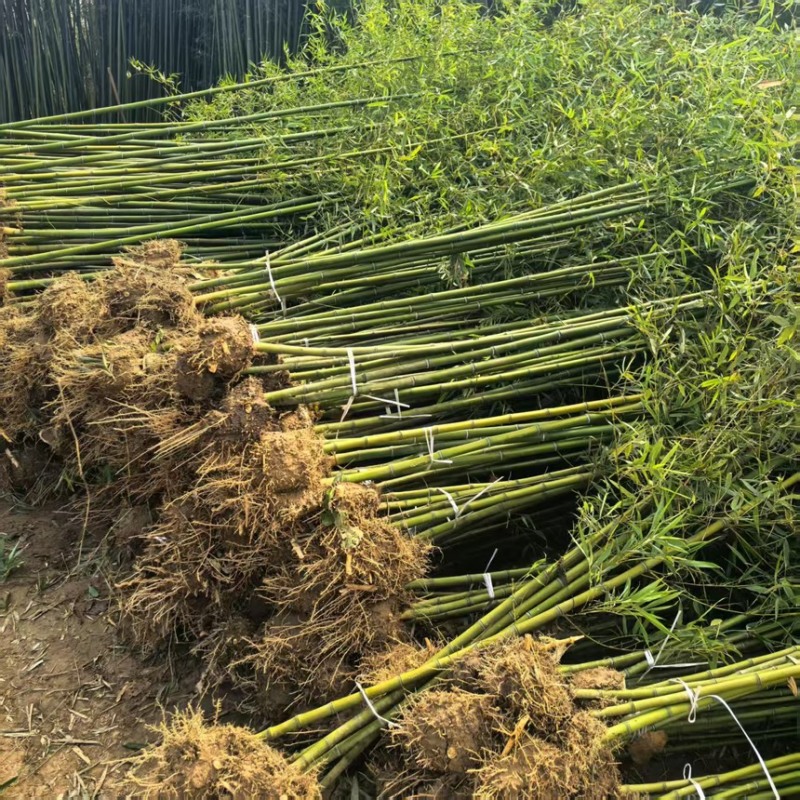 2米高早园竹袋苗一手货源产地直发质量保证