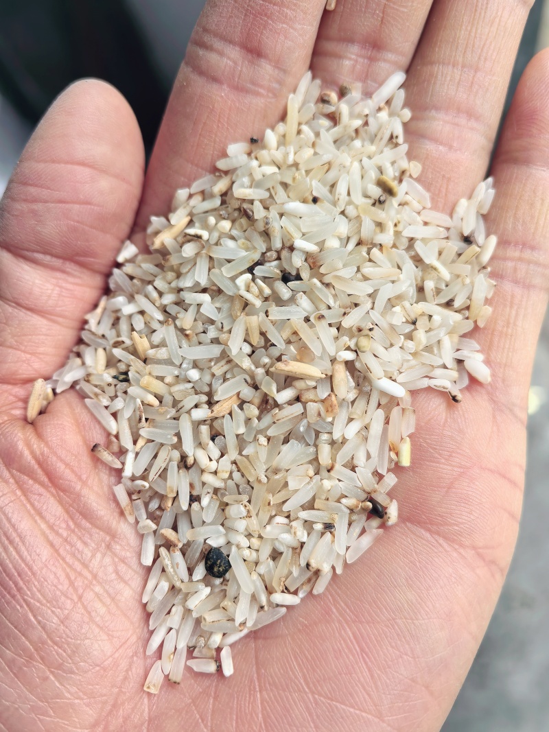 黄米厂家直销一选黄米承接加工厂订单酒厂加工饲料量大价格低