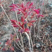 优质香椿苗，基地种植，存活率高，欢迎各位老板咨询采购