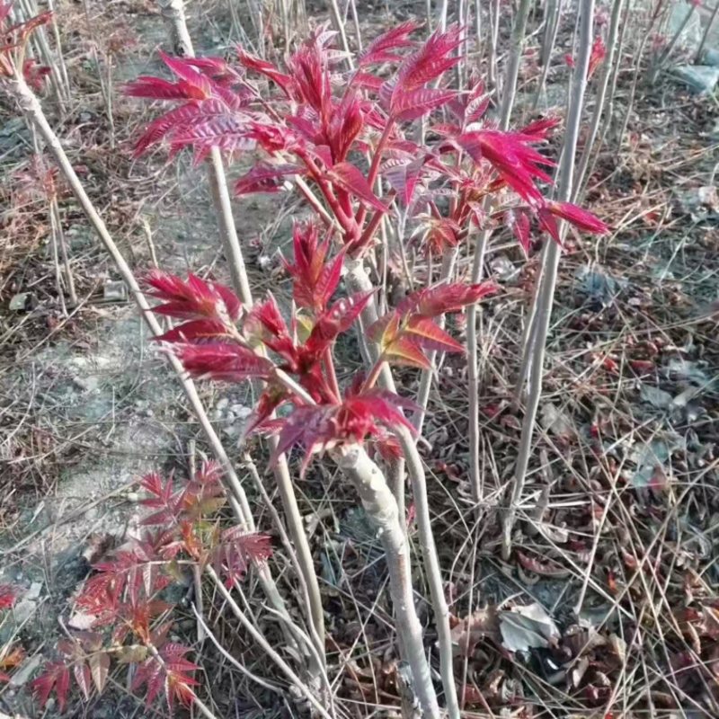 优质香椿苗，基地种植，存活率高，欢迎各位老板咨询采购