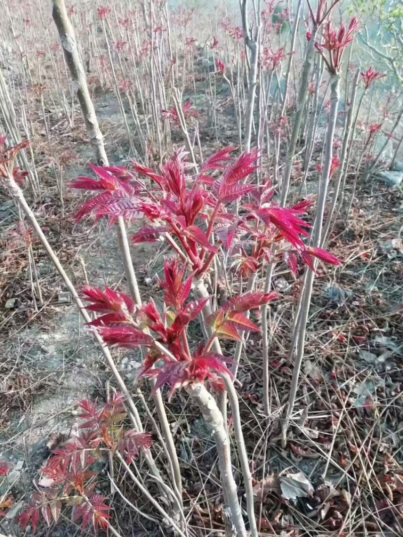 优质香椿苗，基地种植，存活率高，欢迎各位老板咨询采购