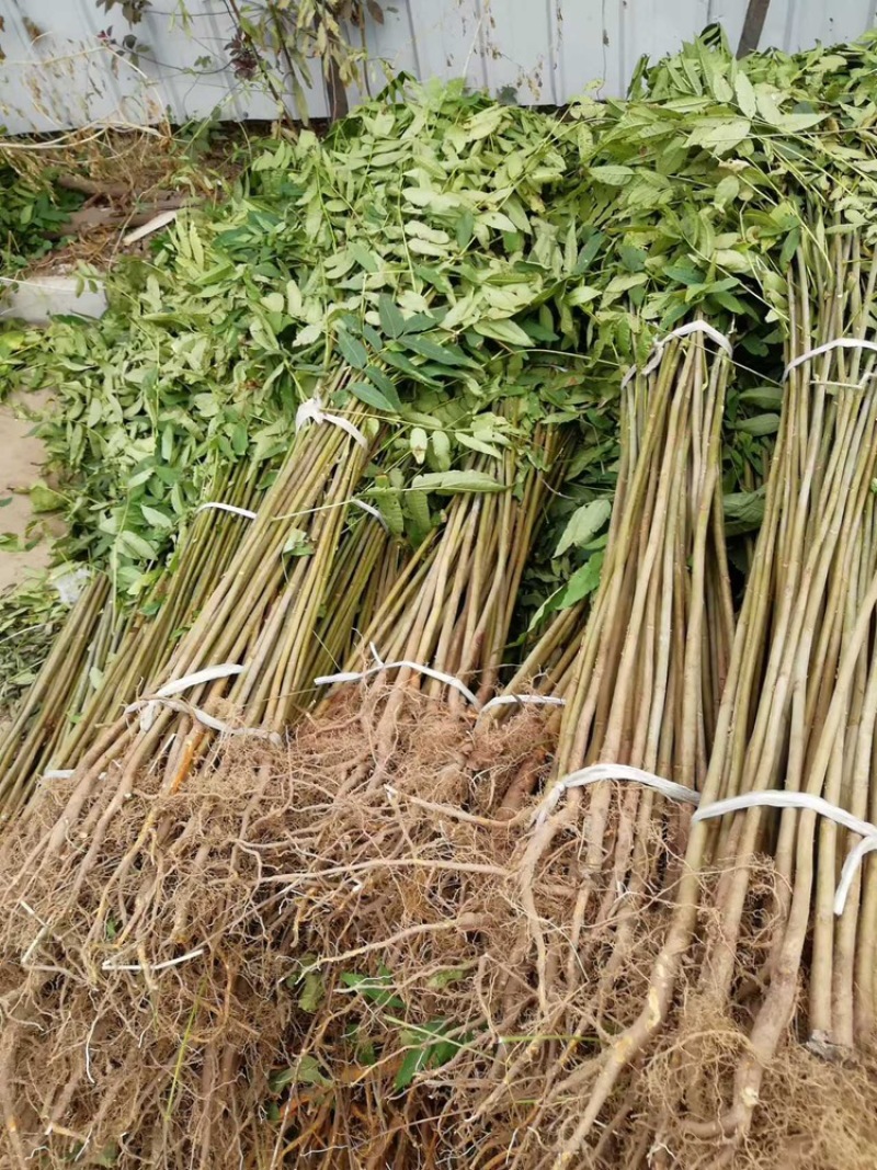 优质香椿苗，基地种植，存活率高，欢迎各位老板咨询采购