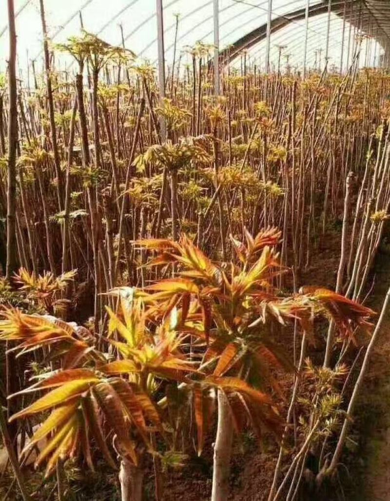 优质香椿苗，基地种植，存活率高，欢迎各位老板咨询采购