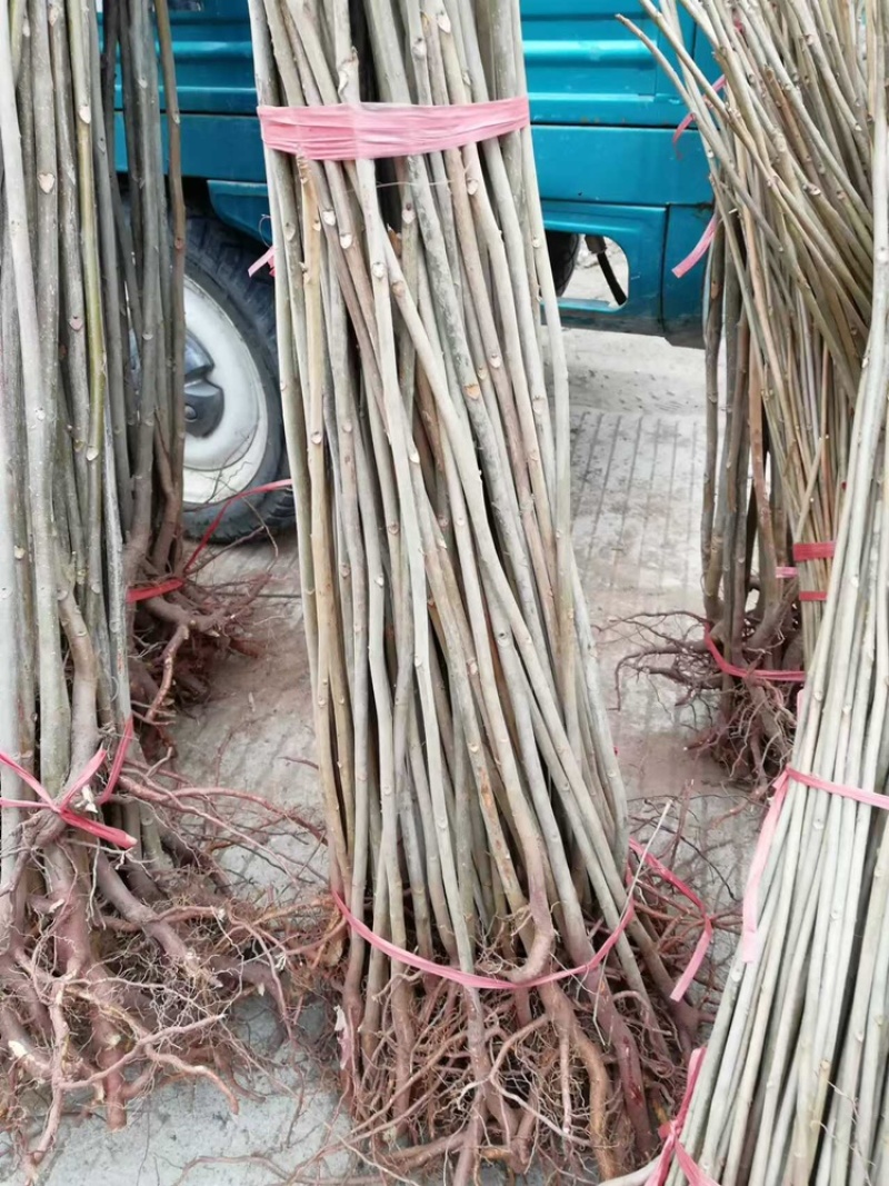 优质香椿苗，基地种植，存活率高，欢迎各位老板咨询采购
