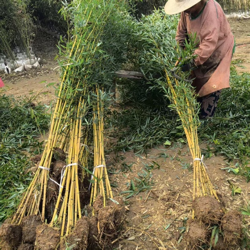 金镶玉竹袋苗产地直发质量保证诚信经营提供技术支持