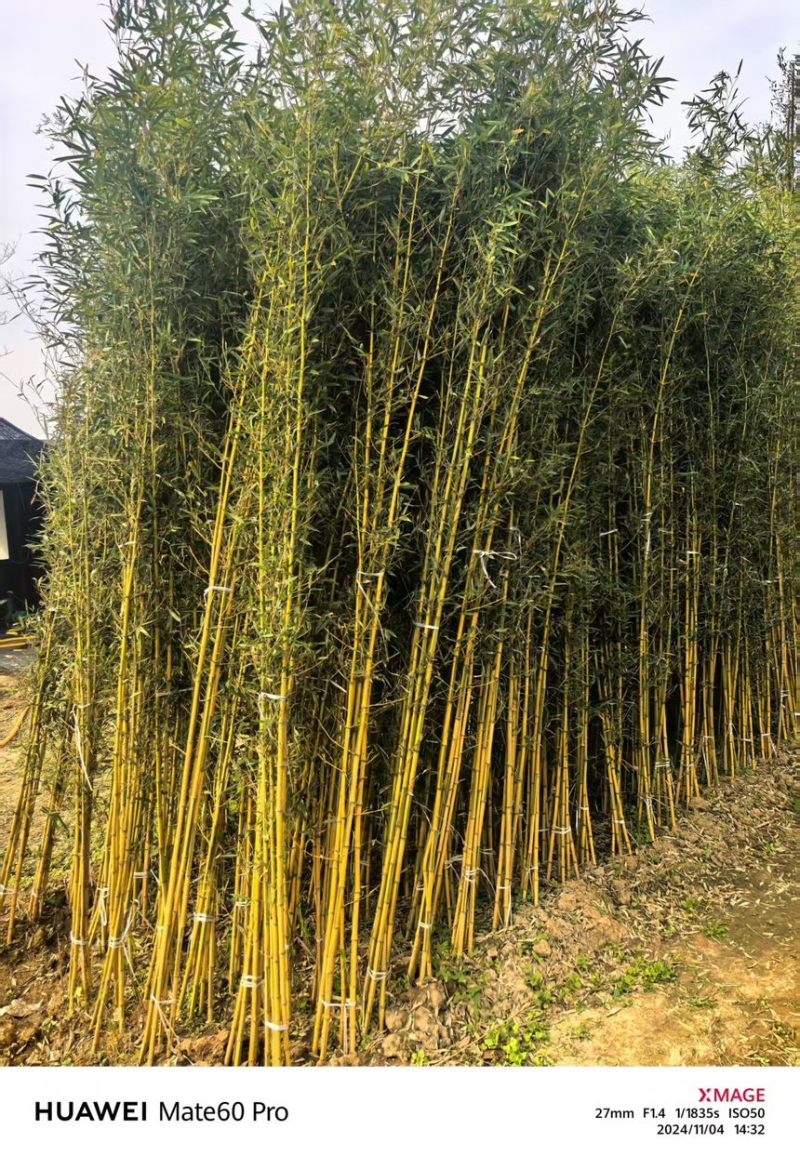 金镶玉竹袋苗产地直发质量保证诚信经营提供技术支持