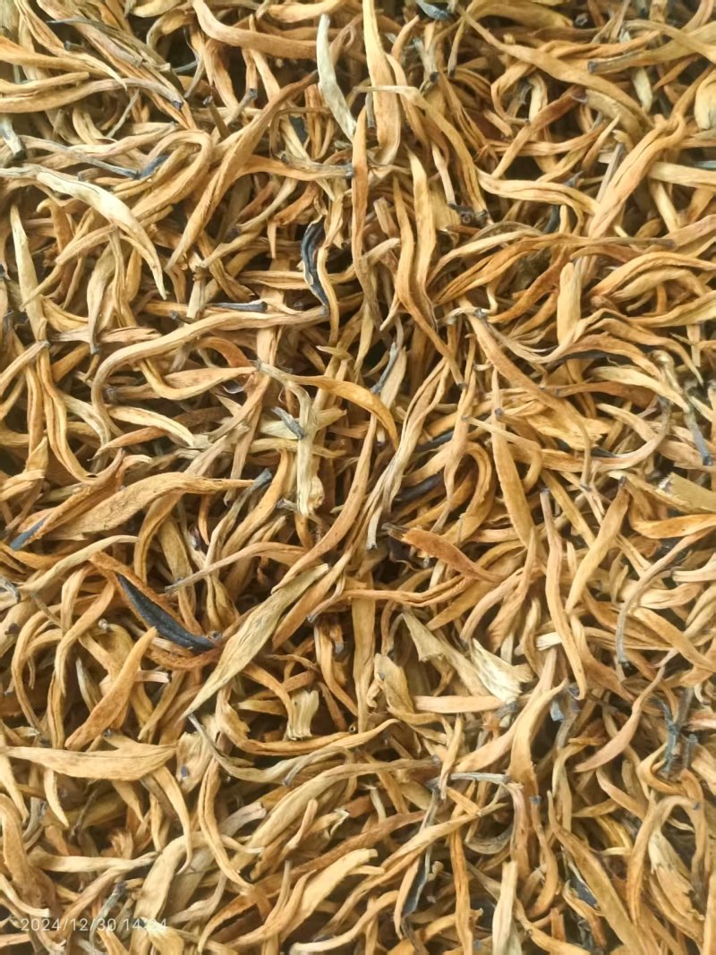 普洱红茶，易武天门山古树金芽