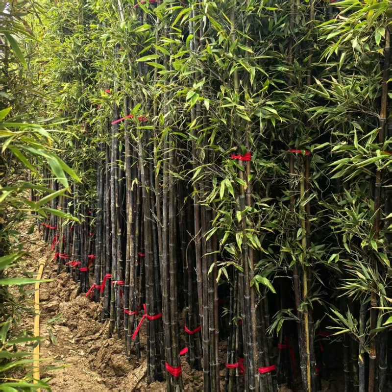 紫竹容器苗杯苗