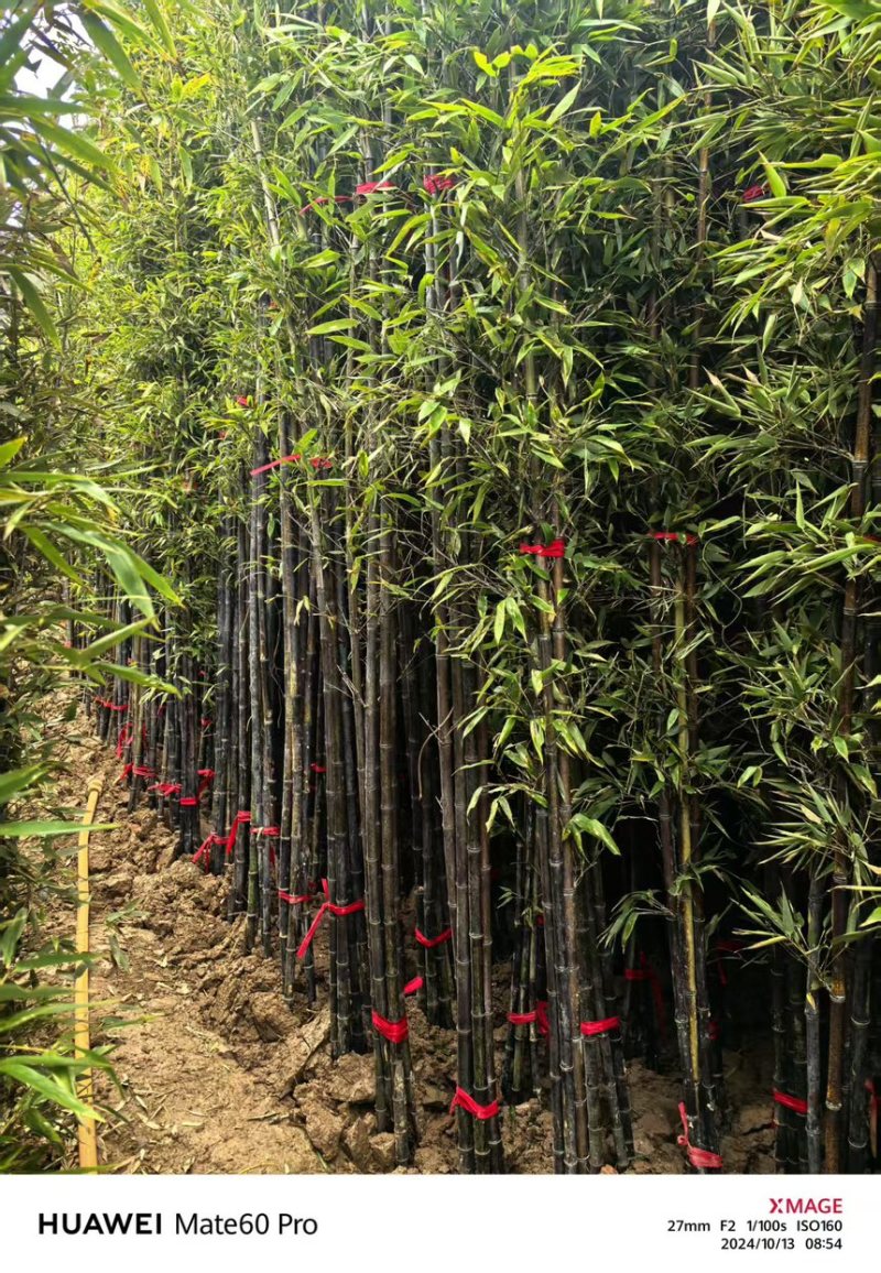 紫竹容器苗杯苗