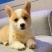 柯基纯种幼犬黄白柯基小短腿白三色小狗小型活物活体宠物狗