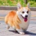 柯基纯种幼犬黄白柯基小短腿白三色小狗小型活物活体宠物狗
