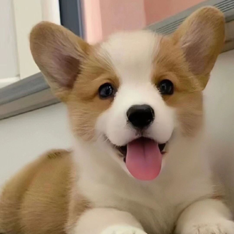 柯基纯种幼犬黄白柯基小短腿白三色小狗小型活物活体宠物狗