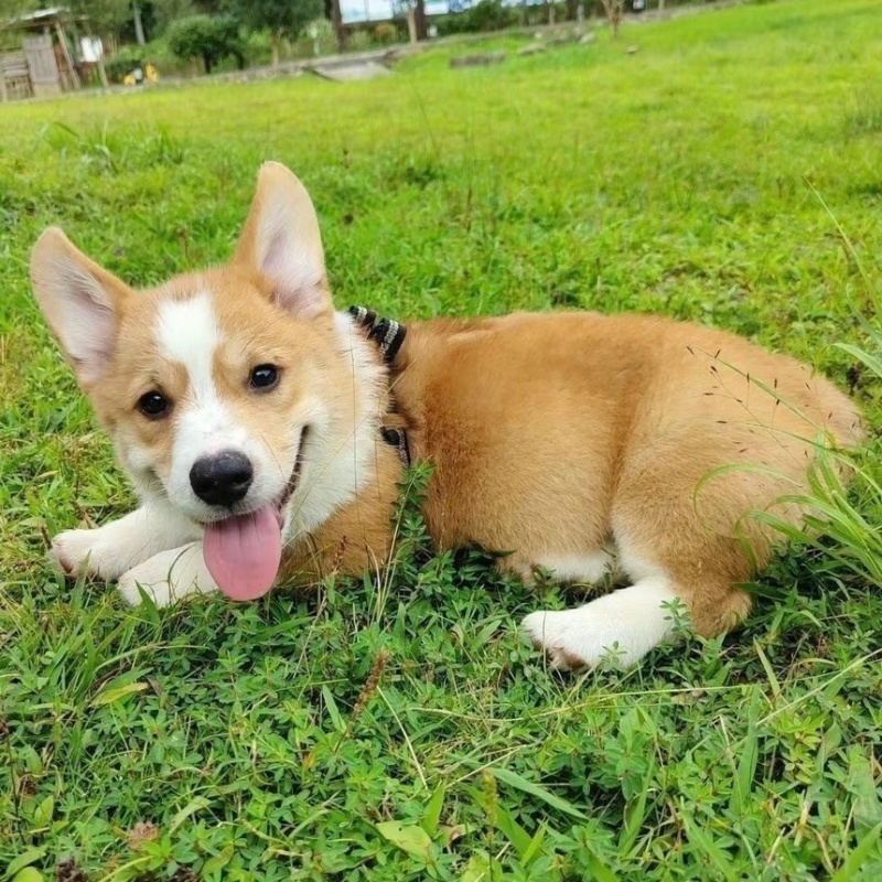 柯基纯种幼犬黄白柯基小短腿白三色小狗小型活物活体宠物狗