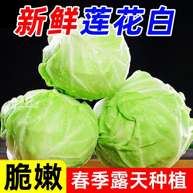 绿甘蓝河北精品绿包菜萱甘蓝商超配货食堂工厂代发全国