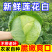 绿甘蓝河北精品绿包菜萱甘蓝商超配货食堂工厂代发全国