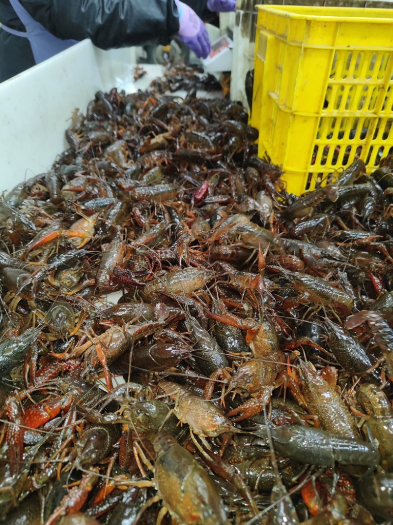 小龙虾