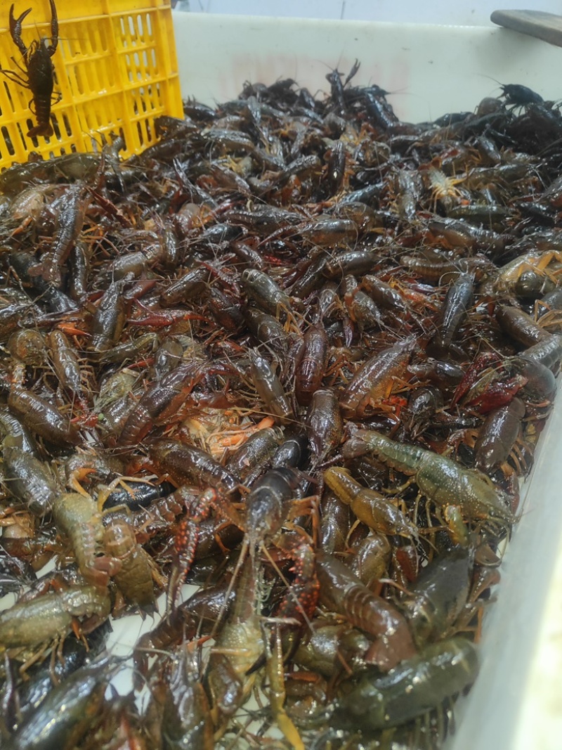 小龙虾